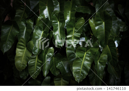 green foliage background featuring overlapping fresh leaves, natural texture, and organic botanical patterns for a lush tropical backdrop. green foliage background featuring overlapping fresh leaves, natural texture, and organic botanical patterns for a lush tropical backdrop. 141746110