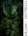 green foliage background featuring overlapping fresh leaves, natural texture, and organic botanical patterns for a lush tropical backdrop. 141746111