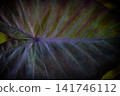 green foliage background featuring overlapping fresh leaves, natural texture, and organic botanical patterns for a lush tropical backdrop. 141746112