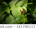 pink flowers blooming under natural sunlight. The selective focus highlights floral organ details against a blurred green backdrop. 141746113