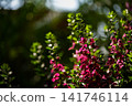 pink flowers blooming under natural sunlight. The selective focus highlights floral organ details against a blurred green backdrop. 141746114