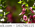 pink flowers blooming under natural sunlight. The selective focus highlights floral organ details against a blurred green backdrop. 141746115