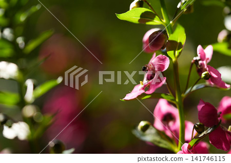 pink flowers blooming under natural sunlight. The selective focus highlights floral organ details against a blurred green backdrop. pink flowers blooming under natural sunlight. The selective focus highlights floral organ details against a blurred green backdrop. 141746115