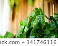 Green leaves grow in an outdoor space with a blur background. Bright sunlight shines on the fresh foliage. 141746116