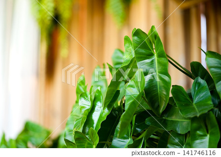 Green leaves grow in an outdoor space with a blur background. Bright sunlight shines on the fresh foliage. Green leaves grow in an outdoor space with a blur background. Bright sunlight shines on the fresh foliage. 141746116