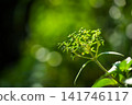 Green leaves grow in an outdoor space with a blur background. Bright sunlight shines on the fresh foliage. 141746117