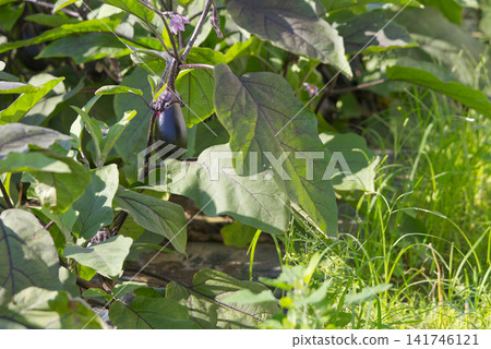 Glossy eggplants ripening in the summer sun, and the scenery of the field. Glossy eggplants ripening in the summer sun, and the scenery of the field. 141746121