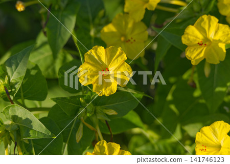 美麗的黃色紫茉莉花在夏日的陽光下閃閃發光。 141746123