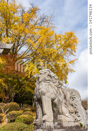 A shrine guardian lion looking up at the autumn sky amidst the yellowing ginkgo leaves. A shrine guardian lion looking up at the autumn sky amidst the yellowing ginkgo leaves. 141746134