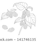 西方草藥“桑樹”的向量線條藝術插圖 141746135