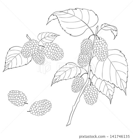 Vector line art illustration of the Western herb "Mulberry" Vector line art illustration of the Western herb "Mulberry" 141746135