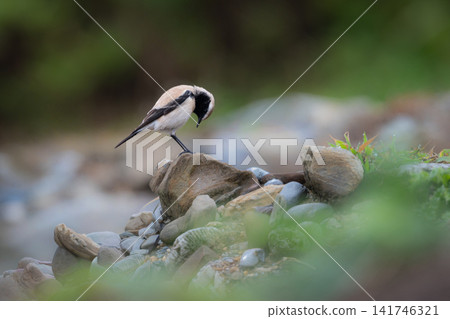 A rare winter bird, a beautiful desert flycatcher, was photographed perched on a rock in Kunigami Village, Okinawa. A rare winter bird, a beautiful desert flycatcher, was photographed perched on a rock in Kunigami Village, Okinawa. 141746321