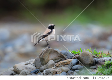 A rare winter bird, a beautiful desert flycatcher, was photographed perched on a rock in Kunigami Village, Okinawa. A rare winter bird, a beautiful desert flycatcher, was photographed perched on a rock in Kunigami Village, Okinawa. 141746326