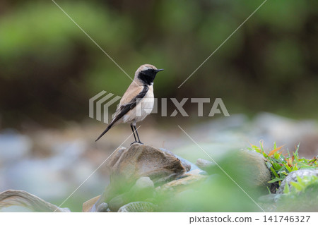 A rare winter bird, a beautiful desert flycatcher, was photographed perched on a rock in Kunigami Village, Okinawa. A rare winter bird, a beautiful desert flycatcher, was photographed perched on a rock in Kunigami Village, Okinawa. 141746327