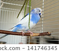 Blue white budgie perched on armrest, quiet indoor portrait of tame parakeet showcasing speckled plumage and delicate beak, soft neutral background, closeup resting pose conveying companion bird vibe 141746345