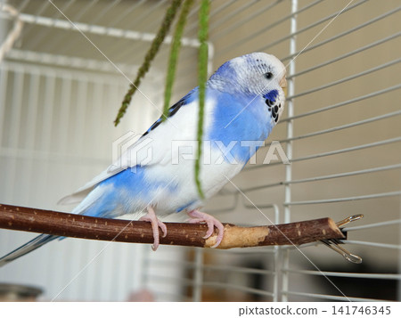Blue white budgie perched on armrest, quiet indoor portrait of tame parakeet showcasing speckled plumage and delicate beak, soft neutral background, closeup resting pose conveying companion bird vibe Blue white budgie perched on armrest, quiet indoor portrait of tame parakeet showcasing speckled plumage and delicate beak, soft neutral background, closeup resting pose conveying companion bird vibe 141746345