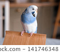 Blue white budgie perched on armrest, quiet indoor portrait of tame parakeet showcasing speckled plumage and delicate beak, soft neutral background, closeup resting pose conveying companion bird vibe 141746348