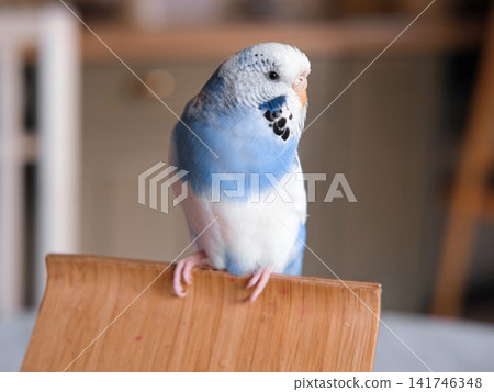 Blue white budgie perched on armrest, quiet indoor portrait of tame parakeet showcasing speckled plumage and delicate beak, soft neutral background, closeup resting pose conveying companion bird vibe Blue white budgie perched on armrest, quiet indoor portrait of tame parakeet showcasing speckled plumage and delicate beak, soft neutral background, closeup resting pose conveying companion bird vibe 141746348