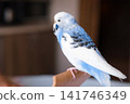 Blue white budgie perched on armrest, quiet indoor portrait of tame parakeet showcasing speckled plumage and delicate beak, soft neutral background, closeup resting pose conveying companion bird vibe 141746349