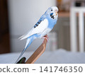 Blue white budgie perched on armrest, quiet indoor portrait of tame parakeet showcasing speckled plumage and delicate beak, soft neutral background, closeup resting pose conveying companion bird vibe 141746350