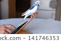 Blue white budgie perched on armrest, quiet indoor portrait of tame parakeet showcasing speckled plumage and delicate beak, soft neutral background, closeup resting pose conveying companion bird vibe 141746353
