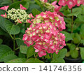 Beautiful pink hydrangea flowers blooming. Premium Floristry, Event Decoration. Spring Summer Seasonal Marketing, Greetings. Vibrant hortensia blossoms. Bright natural pattern for weeding floral decor 141746356