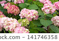 Beautiful pink hydrangea flowers blooming. Premium Floristry, Event Decoration. Spring Summer Seasonal Marketing, Greetings. Vibrant hortensia blossoms. Bright natural pattern for weeding floral decor 141746358