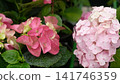 Beautiful pink hydrangea flowers blooming. Premium Floristry, Event Decoration. Spring Summer Seasonal Marketing, Greetings. Vibrant hortensia blossoms. Bright natural pattern for weeding floral decor 141746359