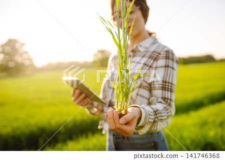 Close-up of a young woman farmer in glasses holding young sprout in her hands on green wheat field. Close-up of a young woman farmer in glasses holding young sprout in her hands on green wheat field. 141746368