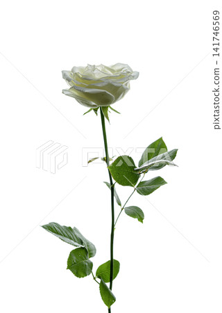 white roses on a white background white roses on a white background 141746569