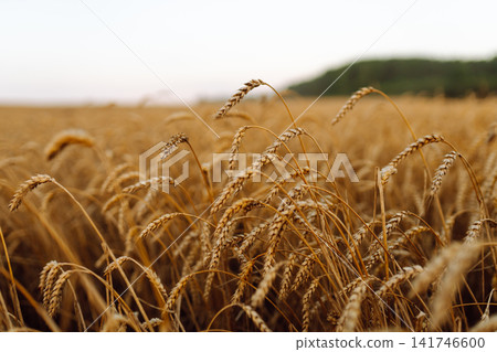 Close-up of ears of wheat. Background of a ripening wheat field. The growing character of character. Close-up of ears of wheat. Background of a ripening wheat field. The growing character of character. 141746600
