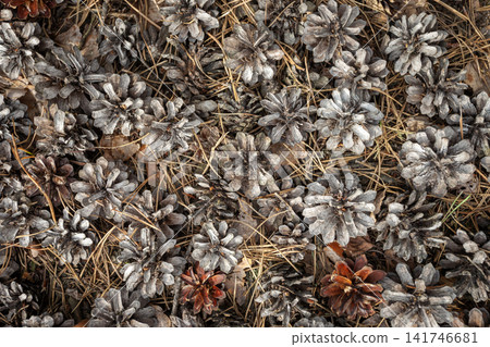 Cones and needles from a coniferous tree on the ground Cones and needles from a coniferous tree on the ground 141746681