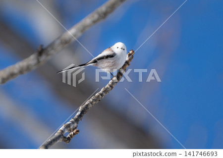冬日的屈斜路湖上空,藍天映襯著一隻可愛的純白色長尾山雀,宛如一位雪仙子。 冬日的屈斜路湖上空,藍天映襯著一隻可愛的純白色長尾山雀,宛如一位雪仙子。 141746693