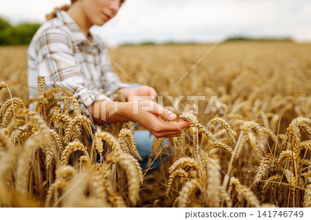 Agronomist holds ears of wheat, check quality of wheat grain. Agriculture food industry. 141746749