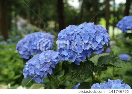 Hydrangeas at Isoyama Shrine (Kanuma City, Tochigi Prefecture) Hydrangeas at Isoyama Shrine (Kanuma City, Tochigi Prefecture) 141746765