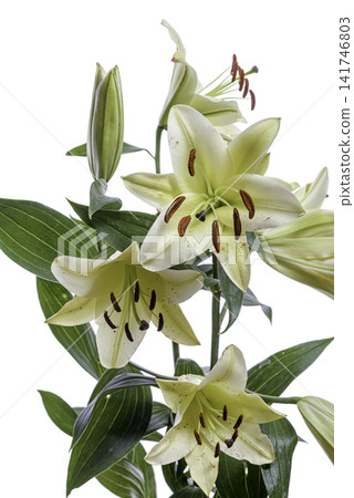 bouquet of lilies bouquet of lilies 141746803