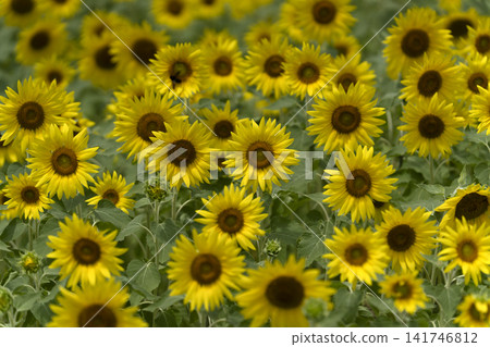 A sunflower field, the image of midsummer. A sunflower field, the image of midsummer. 141746812