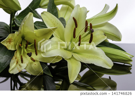 yellow lily flower yellow lily flower 141746826