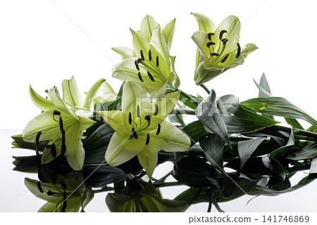 yellow lily flower yellow lily flower 141746869