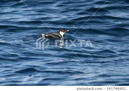 Beautiful seabirds swimming off the coast of Ochishi in winter; a rare sight of a murre perched on the deep blue surface of the sea. Beautiful seabirds swimming off the coast of Ochishi in winter; a rare sight of a murre perched on the deep blue surface of the sea. 141746901