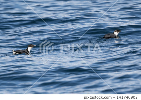 Beautiful seabirds swimming off the coast of Ochishi in winter; a rare sight of a murre perched on the deep blue surface of the sea. Beautiful seabirds swimming off the coast of Ochishi in winter; a rare sight of a murre perched on the deep blue surface of the sea. 141746902