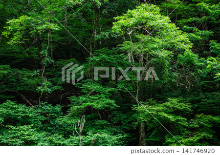Miyama [Nagano Prefecture] 141746920