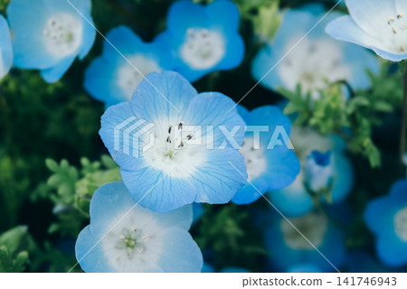 喜林草 喜林草 141746943