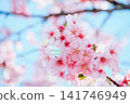  Cherry blossoms and blue sky 141746949
