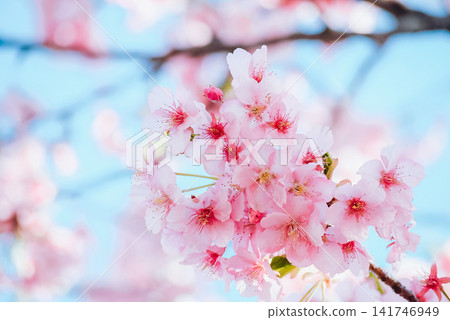  Cherry blossoms and blue sky 141746949