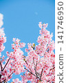 Kawazu cherry tree and blue sky 141746950