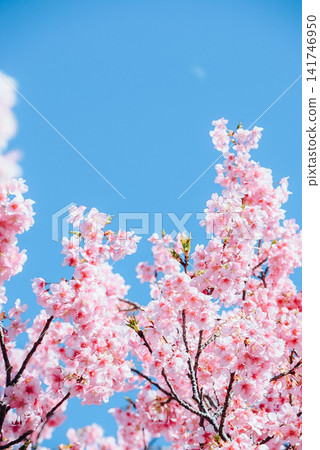 Kawazu櫻桃樹和藍天 Kawazu櫻桃樹和藍天 141746950