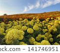Marigold in full bloom 141746951