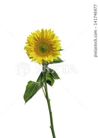 yellow sunflower isolated on white yellow sunflower isolated on white 141746977