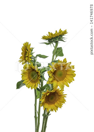 yellow sunflower isolated on white yellow sunflower isolated on white 141746978